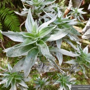 Helichrysum heliotropifolium. velours  blanc.asteraceae. endémique  Réunion.jpeg